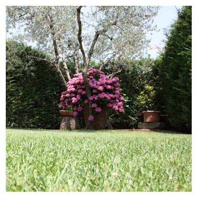 view of garden with flowers